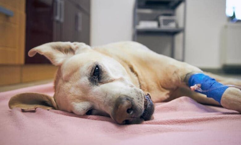 10 Neurological Issues in Dogs & Common Signs to Keep in Mind (Vet Answer) 10 Neurological Issues in Dogs & Common Signs to Keep in Mind (Vet Answer)