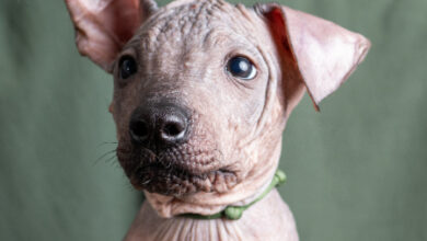 Exploring Dog Breeds with Unique Features: Celebrating Diversity