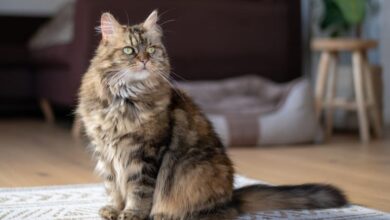 Do Maine Coons Purr? The Surprising Answer!