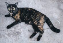 Do All Cats Have a Primordial Pouch? The Fascinating Answer