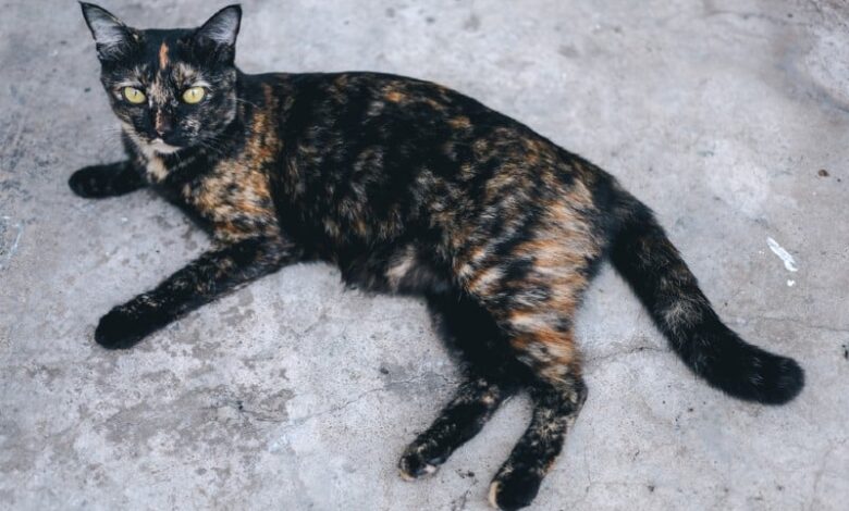 Do All Cats Have a Primordial Pouch? The Fascinating Answer Do All Cats Have a Primordial Pouch? The Fascinating Answer