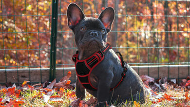 Loyal and Lovely French Bulldog| Rabbitgoo