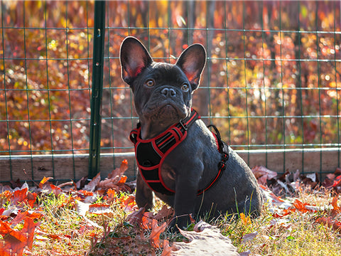 Loyal and Lovely French Bulldog| Rabbitgoo