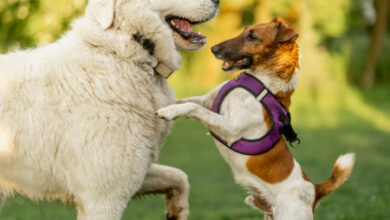 How to Help Your Dog Cope with Change: Adjusting to New Environments