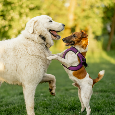 How to Help Your Dog Cope with Change: Adjusting to New Environments How to Help Your Dog Cope with Change: Adjusting to New Environments