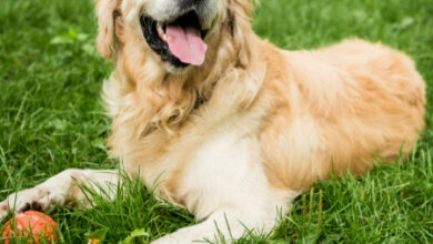 The Best Dog Breeds for Therapy Work: Finding the Right Fit