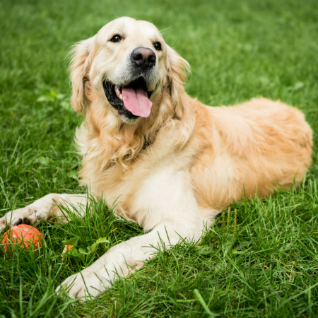 The Best Dog Breeds for Therapy Work: Finding the Right Fit The Best Dog Breeds for Therapy Work: Finding the Right Fit