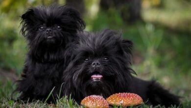 The 15 Most Popular Companion Dog Breeds