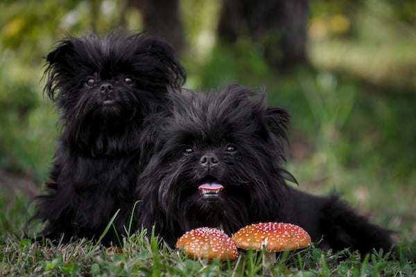 The 15 Most Popular Companion Dog Breeds The 15 Most Popular Companion Dog Breeds