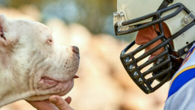 The Role of Dogs in Sports Therapy: Helping Athletes Recover