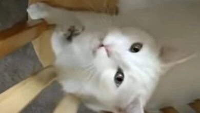 Man Baby-Talks to Grumpy Cat, and Its Reaction Has Millions Laughing