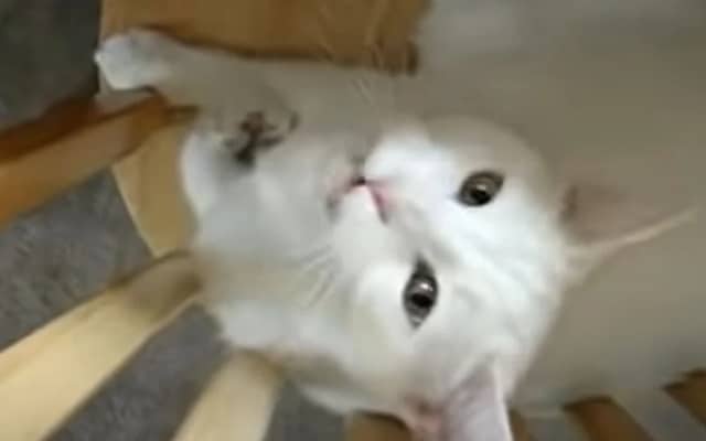 Man Baby-Talks to Grumpy Cat, and Its Reaction Has Millions Laughing Man Baby-Talks to Grumpy Cat, and Its Reaction Has Millions Laughing