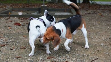 Why Do Dogs Sniff Butts? Vet-Approved Facts & FAQ