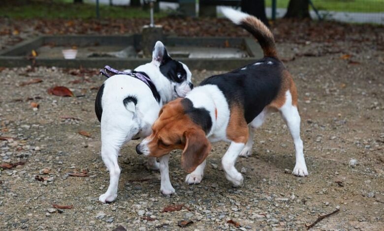 Why Do Dogs Sniff Butts? Vet-Approved Facts & FAQ Why Do Dogs Sniff Butts? Vet-Approved Facts & FAQ
