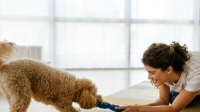 How to Keep Your Dog Entertained Indoors: Fun Activities for Rainy Days
