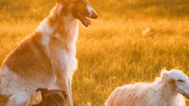Dogs and Seasonal Changes: How to Adjust Their Care Throughout the Year
