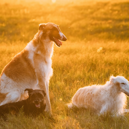 Dogs and Seasonal Changes: How to Adjust Their Care Throughout the Year Dogs and Seasonal Changes: How to Adjust Their Care Throughout the Year