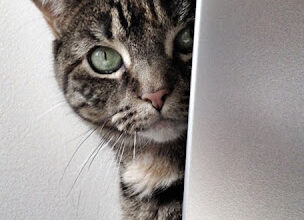 Has ‘work-from-home’ influenced how we view and tend pet loss and grief?