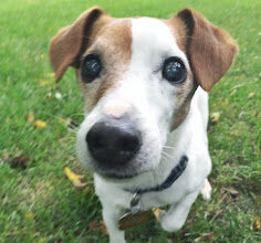 A pet’s dental health makes an impact on their final months of life