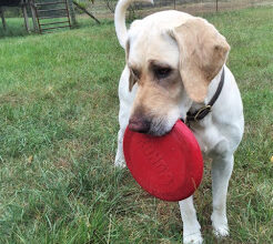 Foreboding joy is a common threat to the unexpected joys that unfold in animal hospice