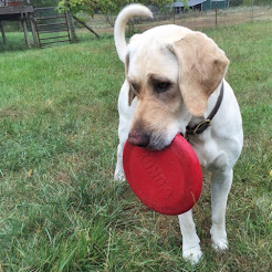 Foreboding joy is a common threat to the unexpected joys that unfold in animal hospice
