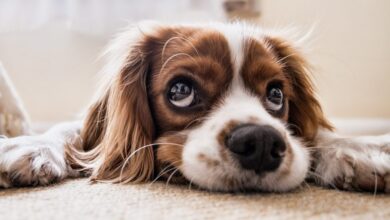 Review of Pet Shell’s Report: Your Dog Will Hear Fireworks and Thunder Inside