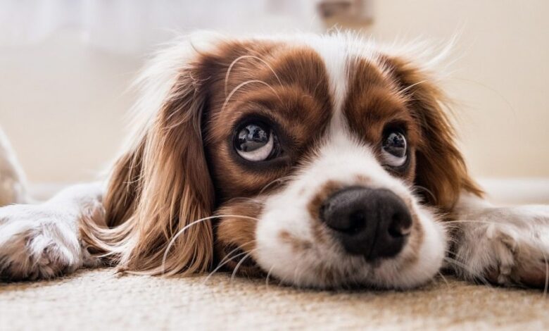 Review of Pet Shell’s Report: Your Dog Will Hear Fireworks and Thunder Inside Review of Pet Shell’s Report: Your Dog Will Hear Fireworks and Thunder Inside