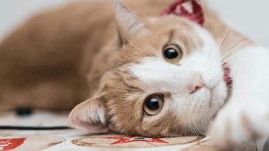 Understanding Cat Vision – Rabbitgoo