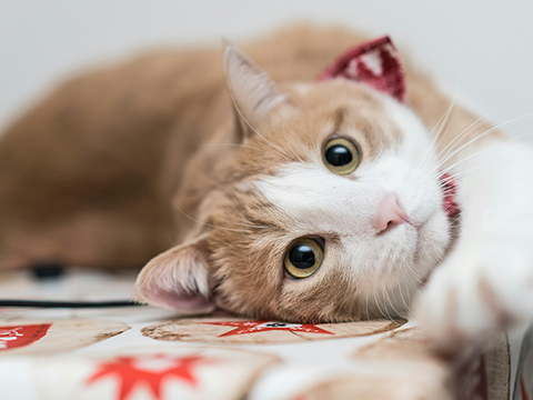 Understanding Cat Vision – Rabbitgoo Understanding Cat Vision – Rabbitgoo