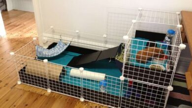 Guinea Pig Cage Ideas for Small Spaces: 6 Space-Saving Solutions