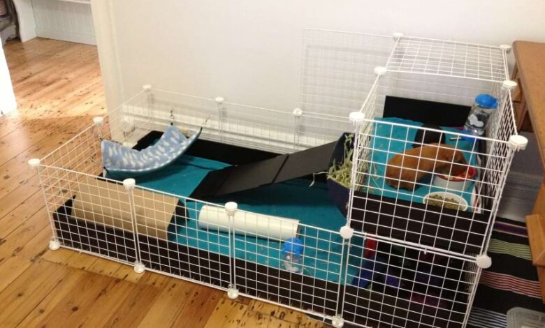 Guinea Pig Cage Ideas for Small Spaces: 6 Space-Saving Solutions Guinea Pig Cage Ideas for Small Spaces: 6 Space-Saving Solutions