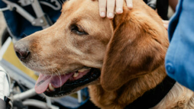 How to Train Your Dog for Service Tasks: Practical Tips