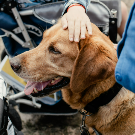 How to Train Your Dog for Service Tasks: Practical Tips