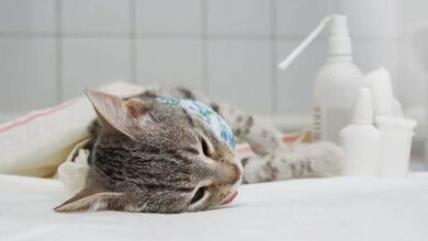 Spay & Neuter Awareness Month: What It Is & How to Celebrate