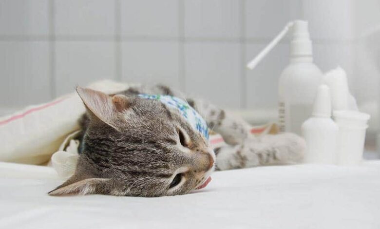 Spay & Neuter Awareness Month: What It Is & How to Celebrate Spay & Neuter Awareness Month: What It Is & How to Celebrate