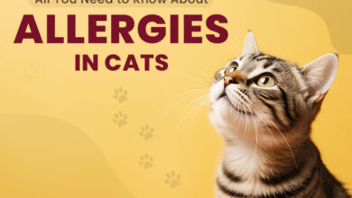 All You Need to Know About Allergies in Cats