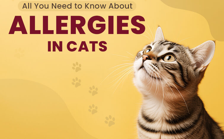 All You Need to Know About Allergies in Cats