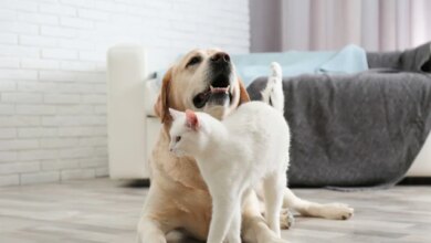 Making Your Pet Happy is All About Meeting Needs (and Recognizing Individual Personalities)