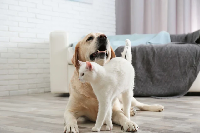 Making Your Pet Happy is All About Meeting Needs (and Recognizing Individual Personalities)