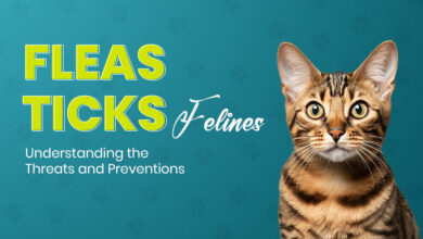 Fleas, Ticks, and Felines: Threats and Preventions