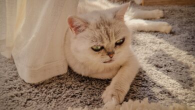 9 Reasons Your Cat Have More Opinions Than You Do