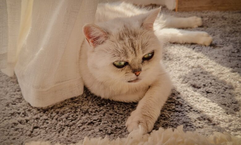 9 Reasons Your Cat Have More Opinions Than You Do