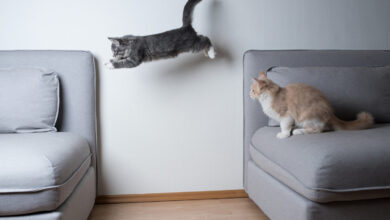 First-time Cat Owner? Advice & Guide