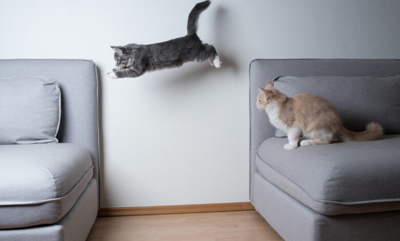 First-time Cat Owner? Advice & Guide