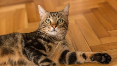 How to Make Changes to Your Cat’s Litter Boxes (Without Upsetting Them)