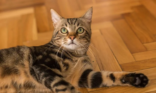 How to Make Changes to Your Cat’s Litter Boxes (Without Upsetting Them)
