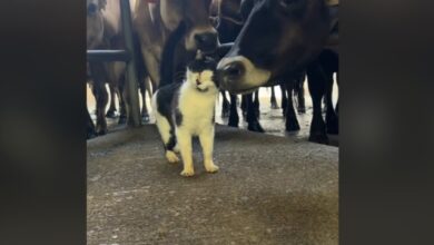 Farm Cat Forms Unexpected Friendships with Big Animals, Definitely Not About the Milk
