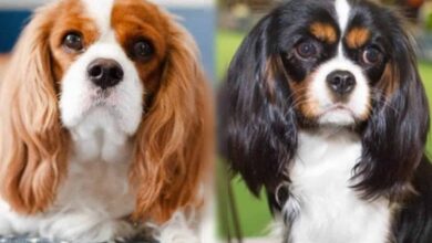 Cavalier King Charles Spaniel vs. King Charles Spaniel: Are they the same breed?