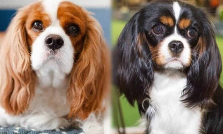 Cavalier King Charles Spaniel vs. King Charles Spaniel: Are they the same breed?