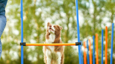 How to Create a Routine for Your Dog: Structure and Stability